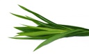 Leaf Pandan
