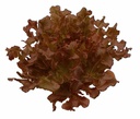 Lettuce Red Oak