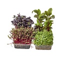 Micro Herb Assorted