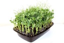Snow Pea Tendril Mega tray