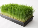 Wheatgrass tray