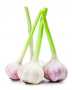 Garlic Spring