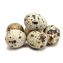 Eggs Quail