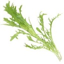 Frisee 1.5kg