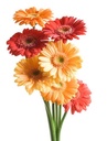 Flowers Zebra